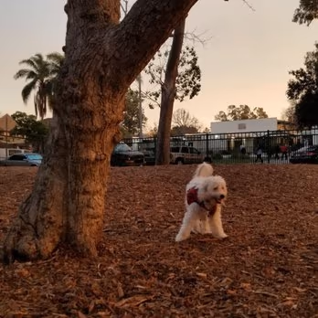 Bixby Dog Park